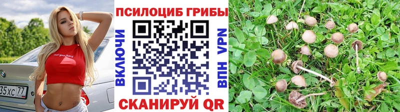 Псилоцибиновые грибы Cubensis  Новохопёрск 